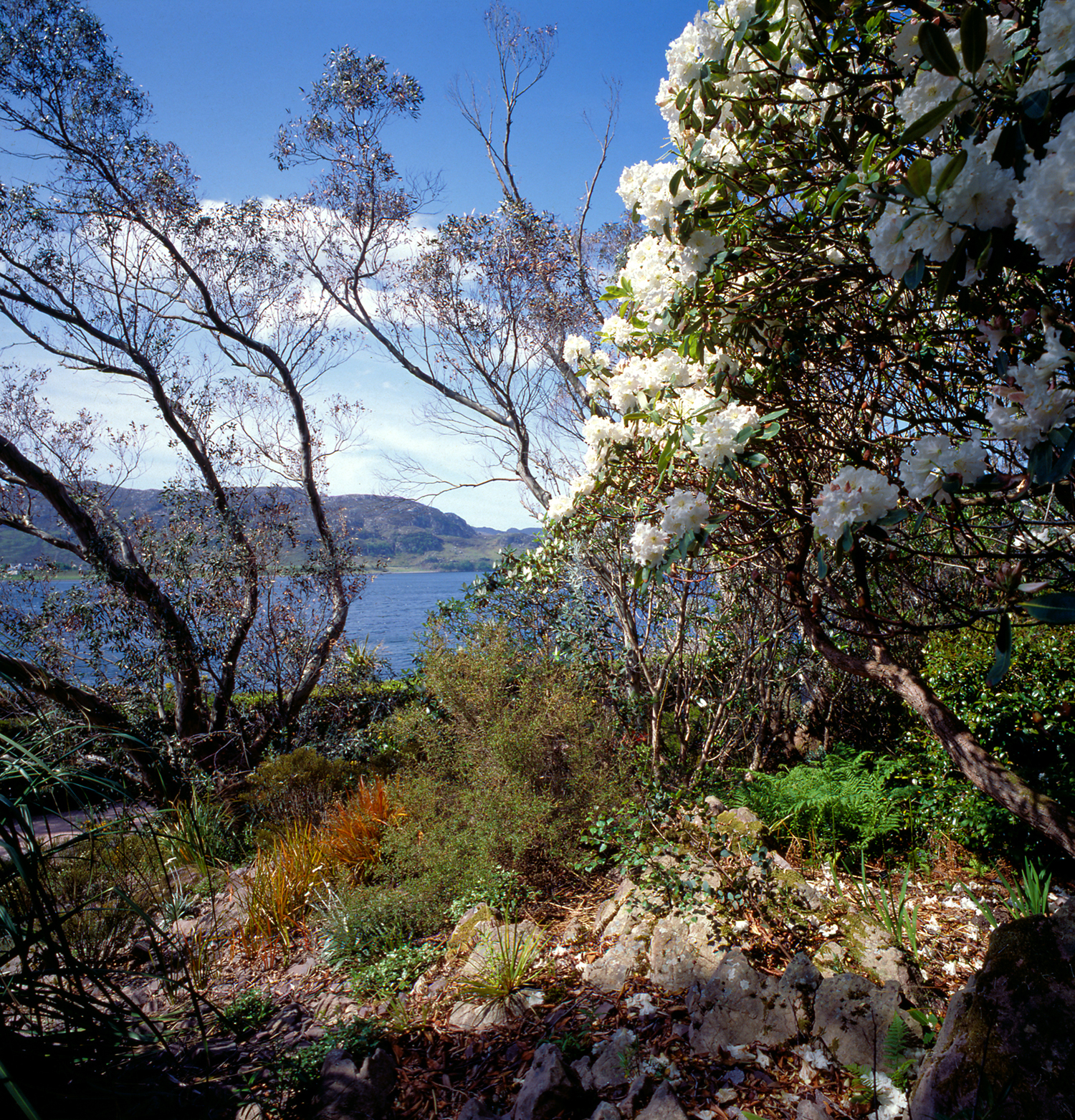 Celmisias, rock garden.